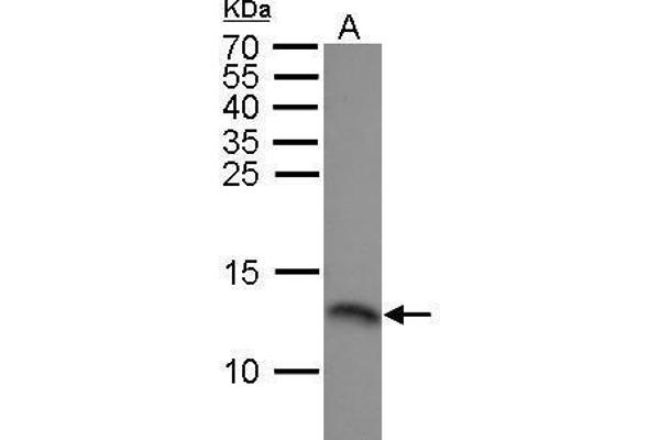 RPA3 antibody