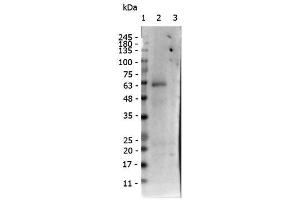 Western Blot of Rabbit anti-receptor ROR gamma pS203 antibody. (RORC antibody  (pSer203))