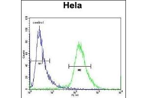Y Antibody (Center) (ABIN657138 and ABIN2846277) flow cytometric analysis of Hela cells (right histogram) compared to a negative control cell (left histogram). (YE016 (AA 59-87) antibody)