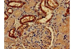 Immunohistochemistry of paraffin-embedded human kidney tissue using ABIN7162619 at dilution of 1:100