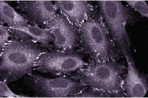 Immunofluorescent staining of EAHY human endothelial cells. (TJP1 antibody  (AA 1048-1247))