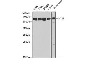 Western blot analysis of extracts of various cell lines using NTSR1 Polyclonal Antibody at dilution of 1:500. (NTSR1 antibody)