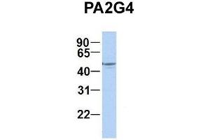 Host:  Rabbit  Target Name:  PA2G4  Sample Type:  Human Fetal Brain  Antibody Dilution:  1. (PA2G4 antibody  (C-Term))
