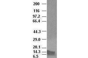 BMP4 antibody (6B7) at 1:100000 dilution + Recombinant human BMP4 (BMP4 antibody  (AA 293-408))