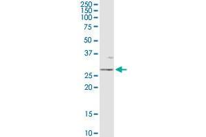 OTUB2 antibody  (AA 1-234)