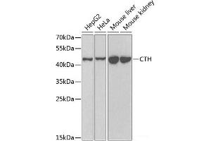 Western blot analysis of extracts of various cell lines using CTH Polyclonal Antibody at dilution of 1:1000. (CTH antibody)