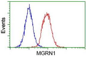 Image no. 3 for anti-Mahogunin, Ring Finger 1 (MGRN1) antibody (ABIN1499460) (Mahogunin RING Finger Protein 1 antibody)