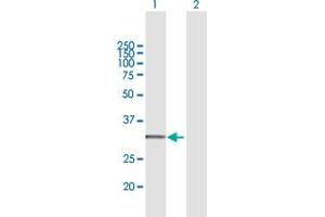 Western Blot analysis of CYC1 expression in transfected 293T cell line by CYC1 MaxPab polyclonal antibody. (Cytochrome C1 antibody  (AA 1-325))