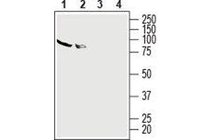 Western blot analysis of human HL-60 promyelocytic leukemia cell line lysate (lanes 1 and 3) and human Jurkat T-cell leukemia cell line lysate (lanes 2 and 4): - 1,2.