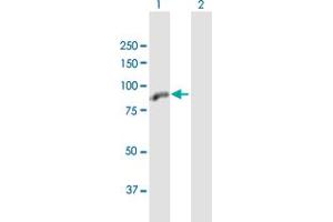 ZBTB48 antibody  (AA 1-688)