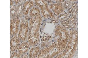 ABIN6267294 at 1/200 staining human kidney sections by IHC-P. (HSP27 antibody  (pSer15))