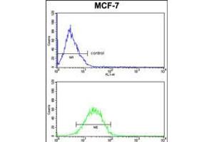 Flow cytometric analysis of MCF-7 cells (bottom histogram) compared to a negative control cell (top histogram). (Casein alpha S1 antibody  (AA 42-70))