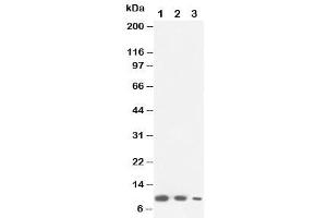 Western blot testing of Lymphotactin antibody and Lane 1:  recombinant mouse protein 10ng