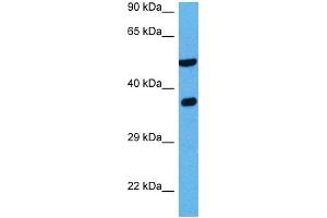 Host:  Rabbit  Target Name:  NDRG2  Sample Tissue:  Mouse Liver  Antibody Dilution:  1ug/ml (NDRG2 antibody  (C-Term))