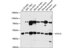 Western blot analysis of extracts of various cell lines, using HTR1D antibody (ABIN7270237) at 1:1000 dilution. (5HT1D antibody  (AA 150-250))