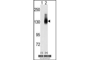 Western blot analysis of Jag2 using JAG2 Antibody using 293 cell lysates (2 ug/lane) either nontransfected (Lane 1) or transiently transfected with the JAG2 gene (Lane 2). (JAG2 antibody  (C-Term))