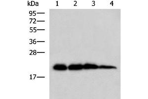 Western blot analysis of Rat brain tissue Hela HepG2 and A172 cell lysates using HPCAL1 Polyclonal Antibody at dilution of 1:1000 (HPCAL1 antibody)