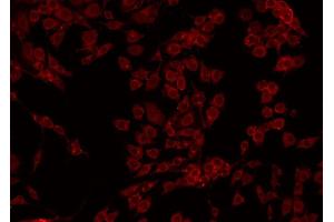 ABIN6274968 staining HepG2 by IF/ICC. (CPB2 antibody  (Internal Region))