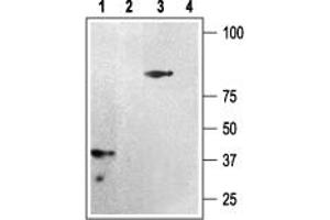 anti-Purinergic Receptor P2Y, G-Protein Coupled, 12 (P2RY12) (AA 125-142), (Intracellular) antibody