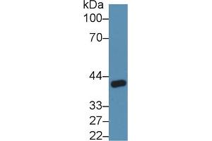 Western Blot; Sample: Rat Kidney lysate; Primary Ab: 5µg/ml Rabbit Anti-Rat ANGPTL4 Antibody Second Ab: 0. (ANGPTL4 antibody  (AA 182-394))