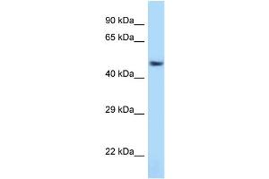 WB Suggested Anti-Atf7 Antibody Titration: 1. (AFT7 antibody  (C-Term))