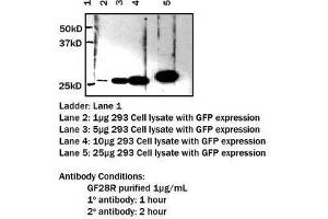 Image no. 1 for anti-GFP Tag (N-Term) antibody (ABIN790748)
