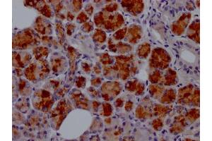 IHC image of ABIN7127597 diluted at 1:100 and staining in paraffin-embedded human salivary gland tissue performed on a Leica BondTM system. (Recombinant Lactoferrin antibody)