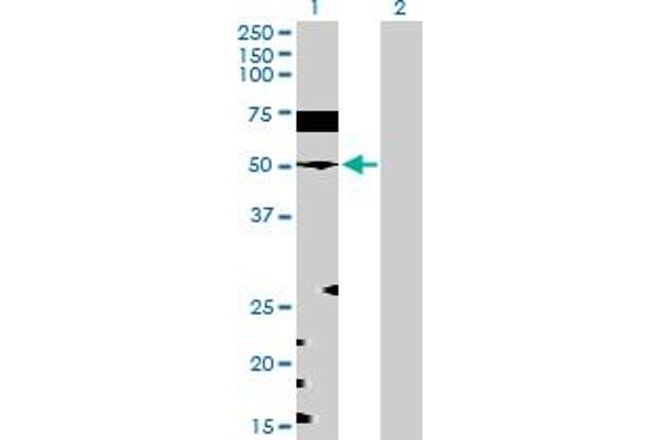 EEF1G antibody  (AA 1-437)