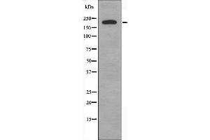 BCOR antibody  (Internal Region)