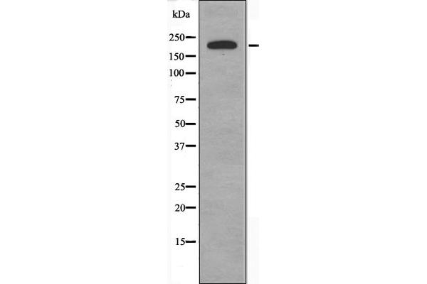 BCOR antibody  (Internal Region)
