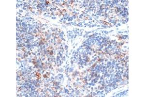 Immunohistochemistry of paraffin-embedded Rat spleen using SLAMF7 Polyclonal Antibody at dilution of 1:100 (40x lens). (SLAMF7 antibody)