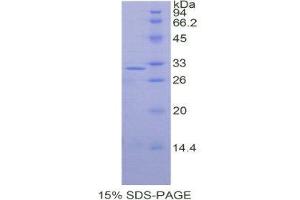 SDS-PAGE (SDS) image for Septin 5 (SEPT5) (AA 77-323) protein (His tag) (ABIN2122070) (Septin 5 Protein (SEPT5) (AA 77-323) (His tag))