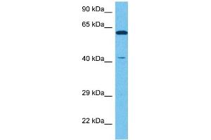 NR2E1 antibody  (N-Term)