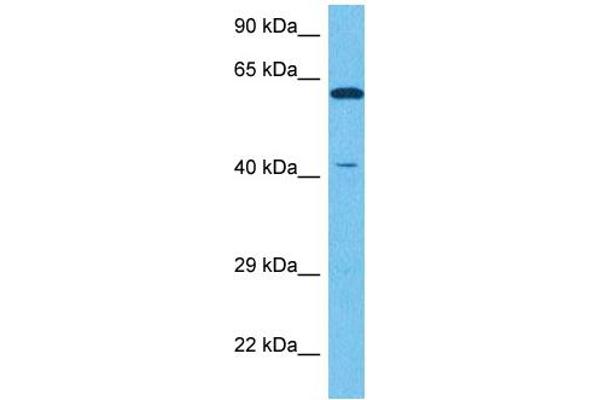 NR2E1 antibody  (N-Term)