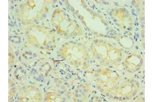 Immunohistochemistry of paraffin-embedded human kidney tissue using ABIN7161860 at dilution of 1:100 (NCOA4 antibody  (AA 1-280))