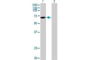 Western Blot analysis of FBXW7 expression in transfected 293T cell line by FBXW7 MaxPab polyclonal antibody. (FBXW7 antibody  (AA 1-627))