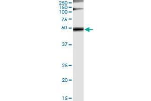 Immunoprecipitation of GRB7 transfected lysate using anti-GRB7 monoclonal antibody and Protein A Magnetic Bead , and immunoblotted with GRB7 MaxPab rabbit polyclonal antibody. (GRB7 antibody  (AA 37-136))