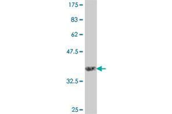 HERC4 antibody  (AA 341-440)