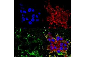 Immunocytochemistry/Immunofluorescence analysis using Mouse Anti-LRP4 (Extracellular) Monoclonal Antibody, Clone S207-27 . (LRP4 antibody  (AA 26-350) (Biotin))