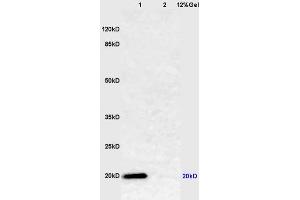 Lane 1: mouse lung lysates Lane 2: mouse muscle lysates probed with Anti Caveolin-1 Polyclonal Antibody, Unconjugated (ABIN686752) at 1:200 in 4 °C.