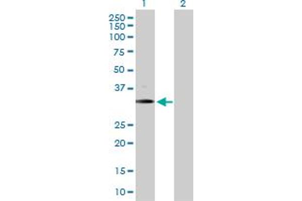 BARHL1 antibody  (AA 1-327)