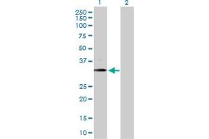Western Blot analysis of BARHL1 expression in transfected 293T cell line by BARHL1 MaxPab polyclonal antibody.