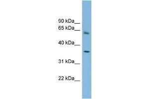 WB Suggested Anti-PEX26 Antibody Titration: 0. (PEX26 antibody  (Middle Region))