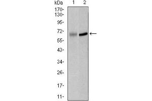 Western Blotting (WB) image for anti-Polo-Like Kinase 1 (PLK1) (AA 331-508) antibody (ABIN1844750) (PLK1 antibody  (AA 331-508))