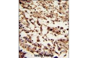 Formalin-fixed and paraffin-embedded human testis tissue reacted with TBP Antibody (C-term), which was peroxidase-conjugated to the secondary antibody, followed by DAB staining. (TBP antibody  (C-Term))