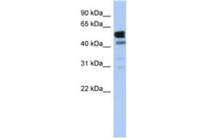 Western Blotting (WB) image for anti-Lactate Dehydrogenase D (LDHD) antibody (ABIN2463930) (LDHD antibody)