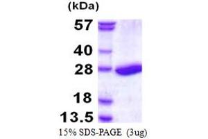 SDS-PAGE (SDS) image for Proteasome Subunit beta 3 (PSMB3) (AA 1-205) protein (His tag) (ABIN666618)