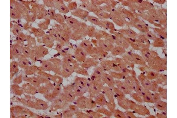 PSME4 antibody  (AA 105-198)