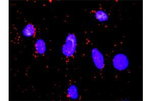 Proximity Ligation Analysis of protein-protein interactions between GSK3B and FOXO1. (FOXO1 antibody  (AA 556-655))