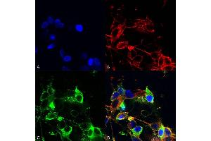 Immunocytochemistry/Immunofluorescence analysis using Mouse Anti-AMIGO-1 Monoclonal Antibody, Clone S86-36 (ABIN2483804).